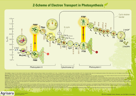 Z-Scheme of Electron Transport in Photosynthesis